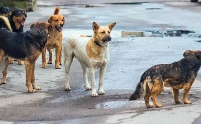 Ankara’da hastalıklı köpek alarmı! Dernek başkanı tutuklandı