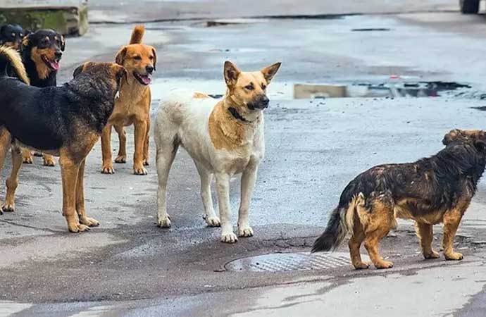 Ankara’da hastalıklı köpek alarmı! Dernek başkanı tutuklandı