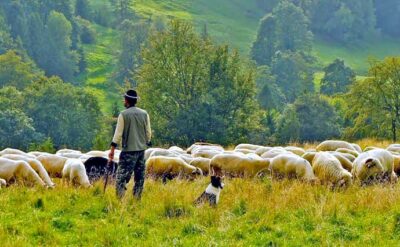 Hayvancılık bitme noktasına geliyor! 40 bin TL’ye çoban bulamayan köylü hayvanlarını satıyor